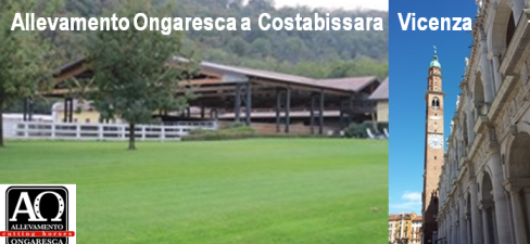 Ongaresca