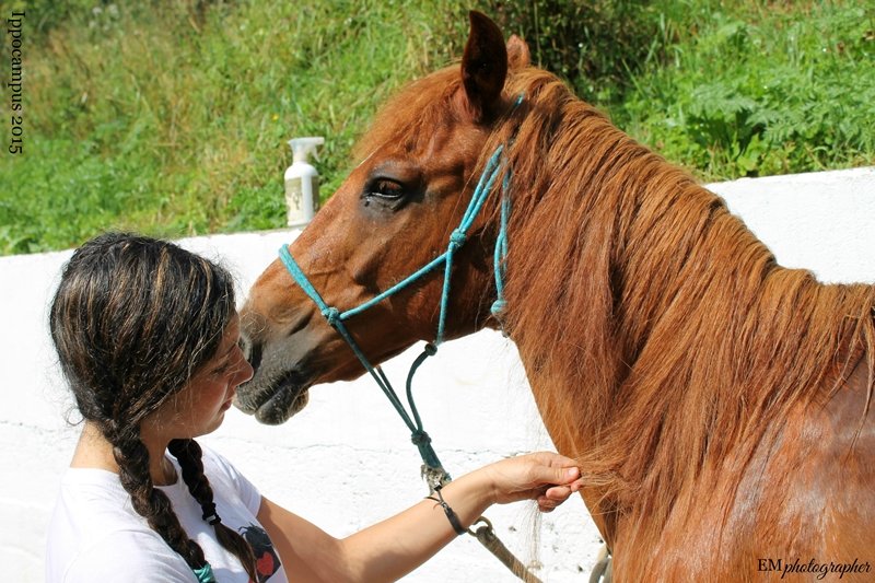 Horse & Friends