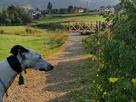 0_passeggita_levriera.jpg